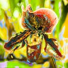 Expressionist Flowers  Orchid #4965